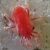 spider mite icon